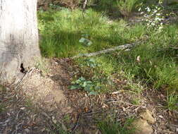 Image of broadleaf peppermint gum