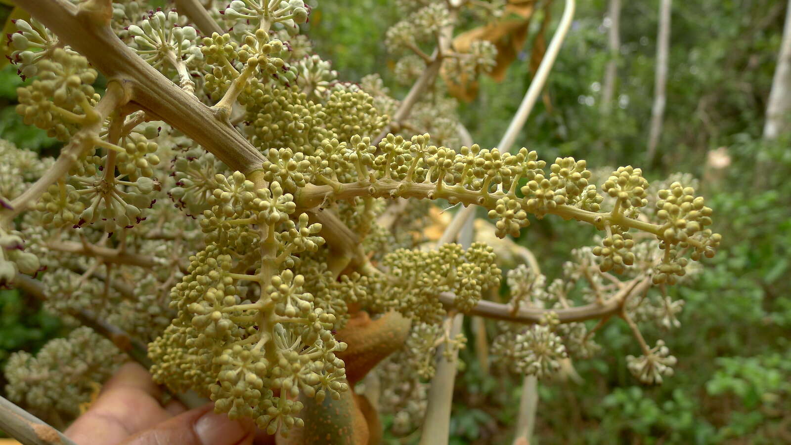 Image of schefflera