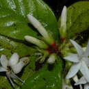 Image of Duroia costaricensis Standl.