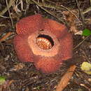 Image de Rafflesia keithii W. Meijer