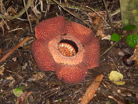 Image of Rafflesia