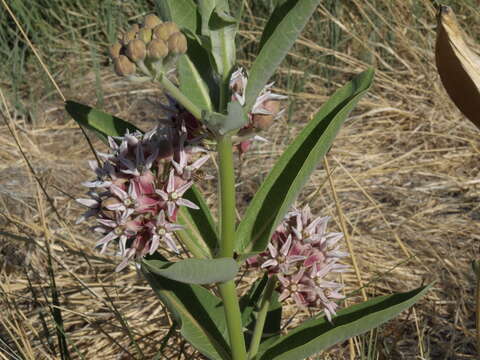 Image of milkweed