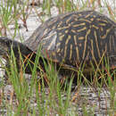 Image of Florida box turtle