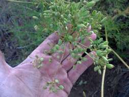 Imagem de Lomatium multifidum (Nutt.) R. P. Mc Neill & Darrach