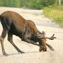 Image of Alaska moose