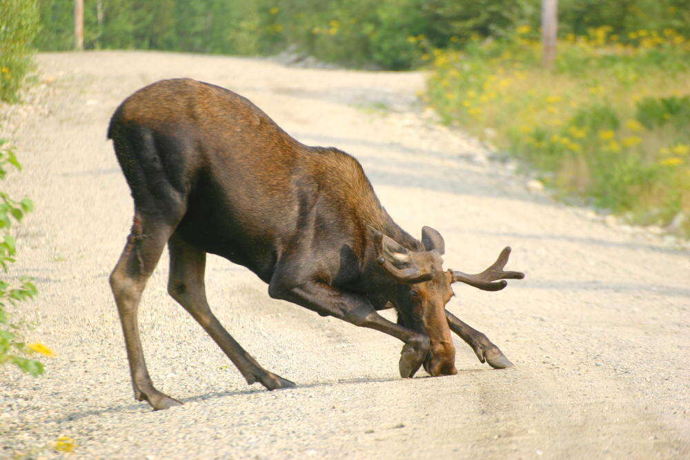 Image of moose