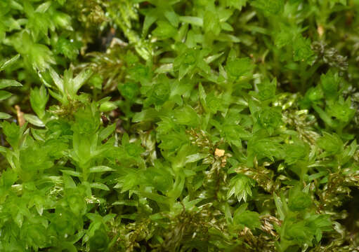 Image of horn calcareous moss