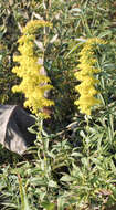 Solidago resmi