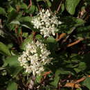 Cornus sericea subsp. sericea resmi