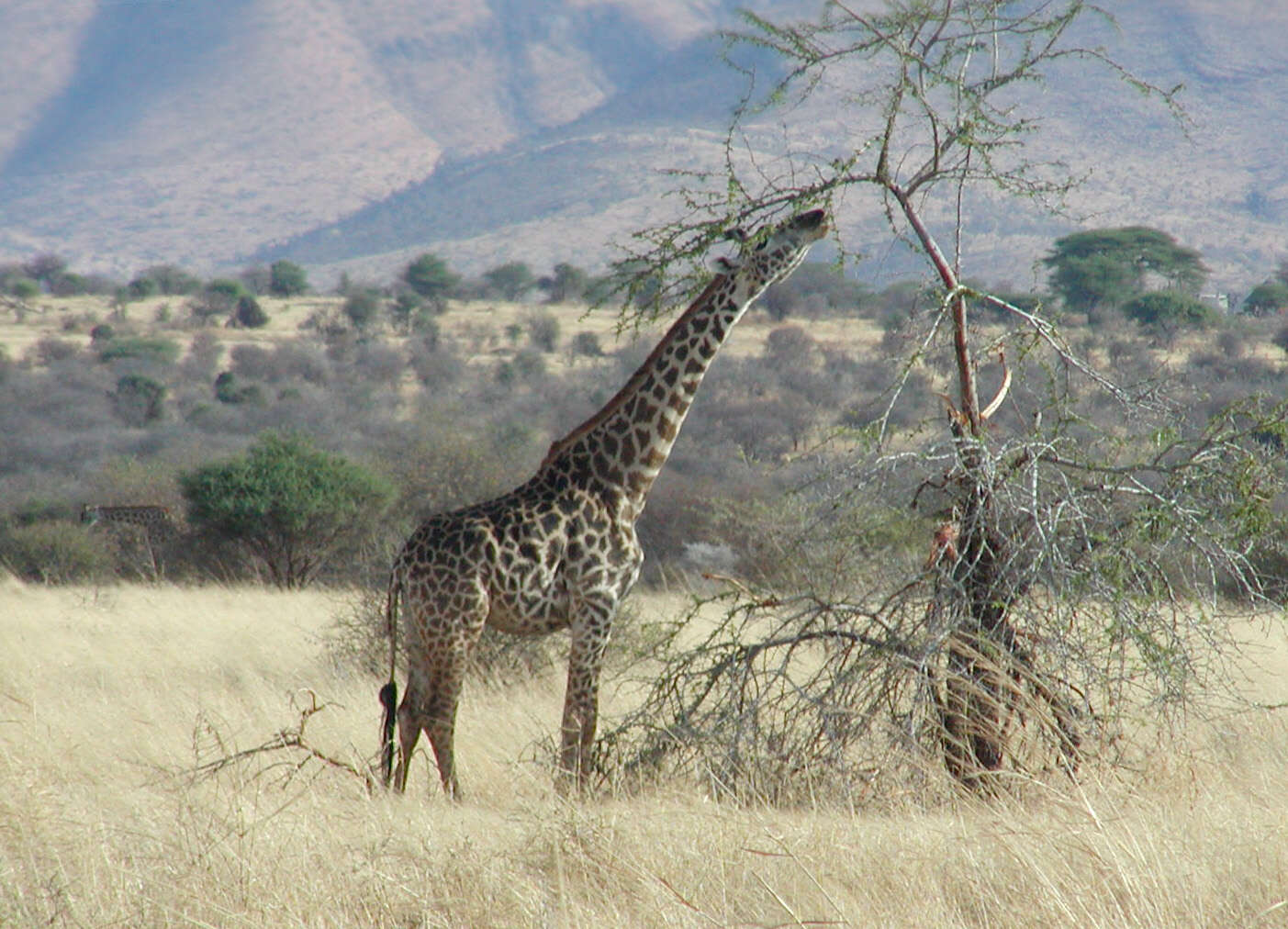 Image of Giraffes