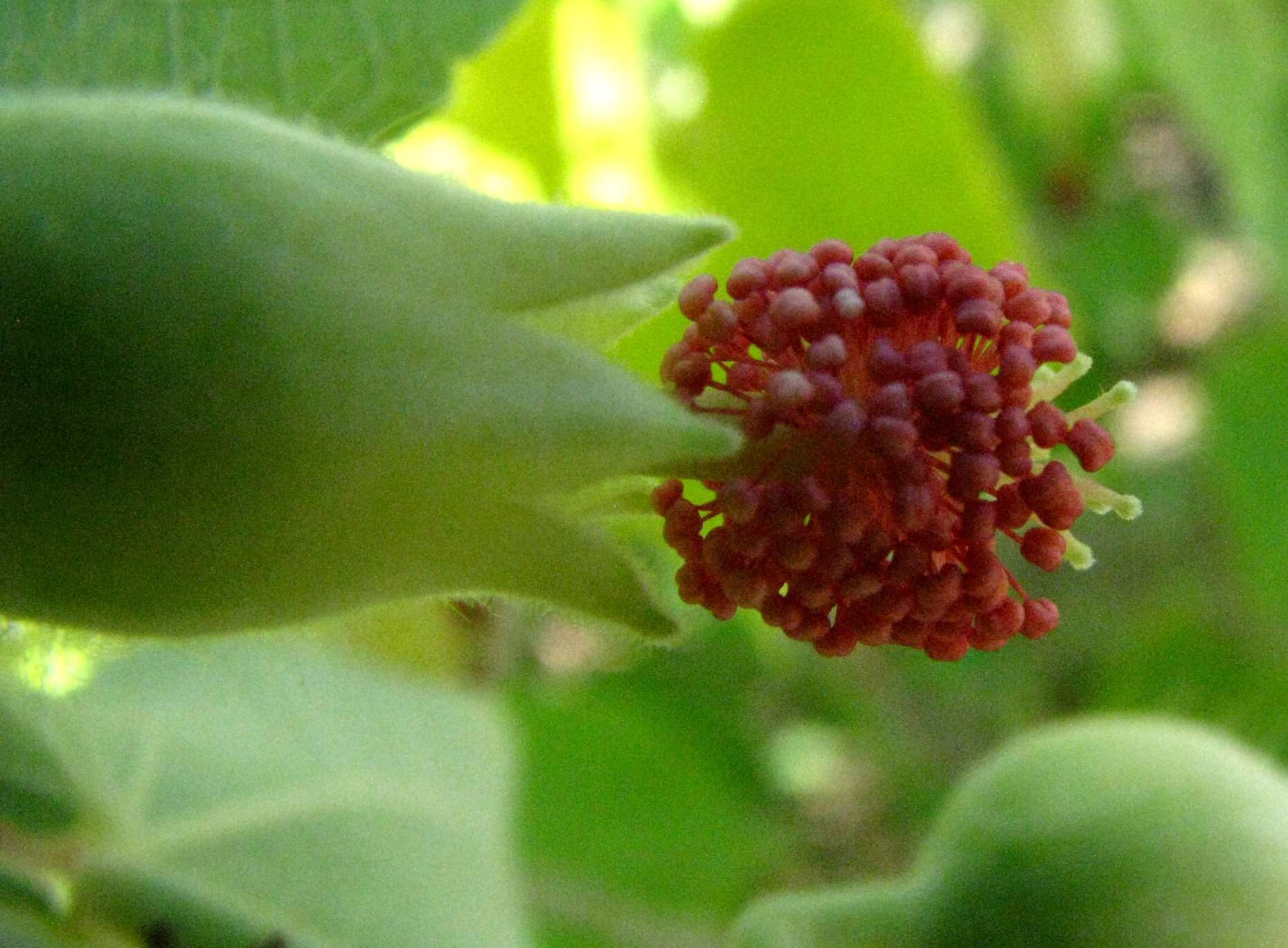 Image of Indian mallow