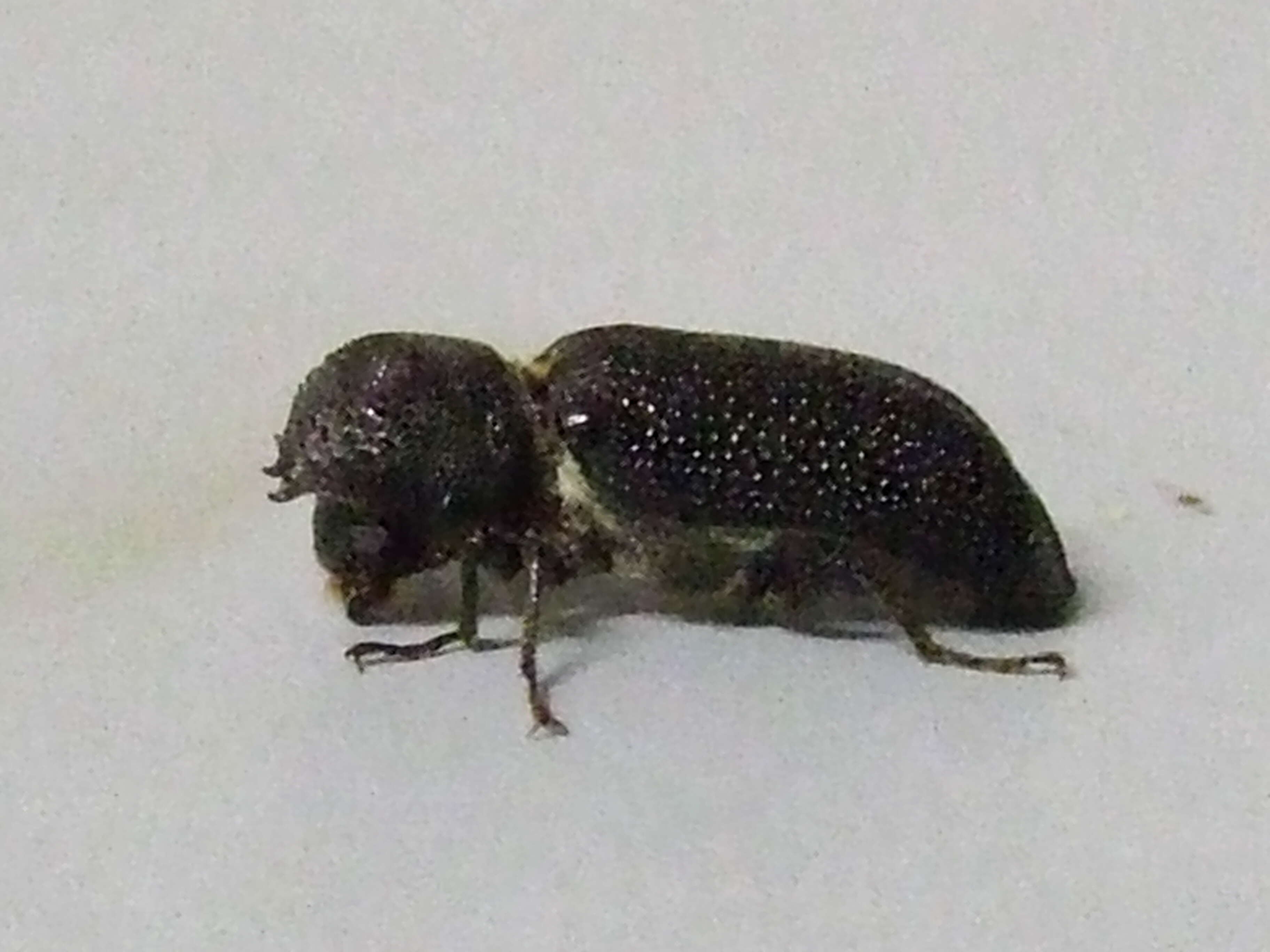 Image of horned powderpost beetles