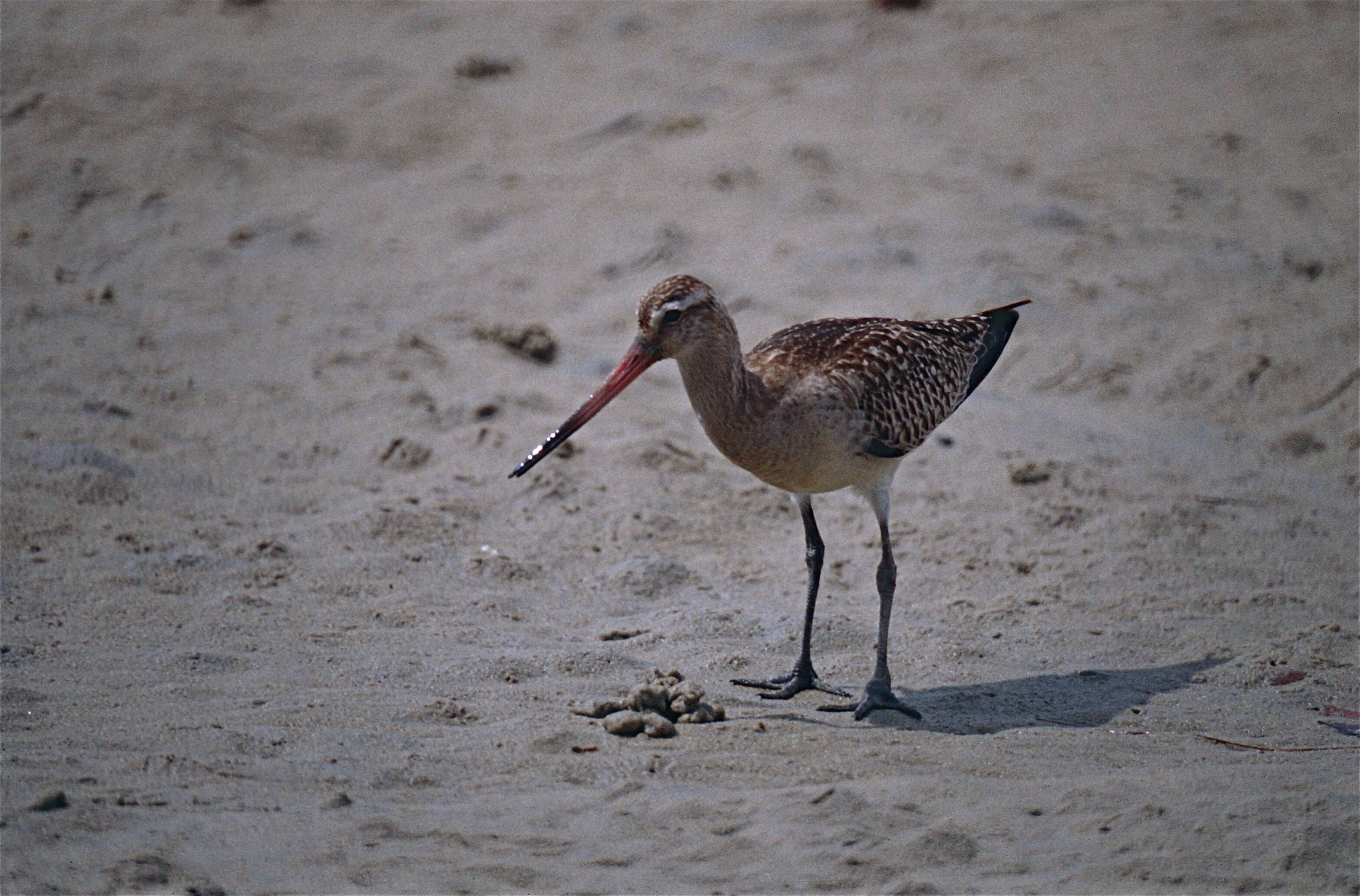 Image of Limosa Brisson 1760