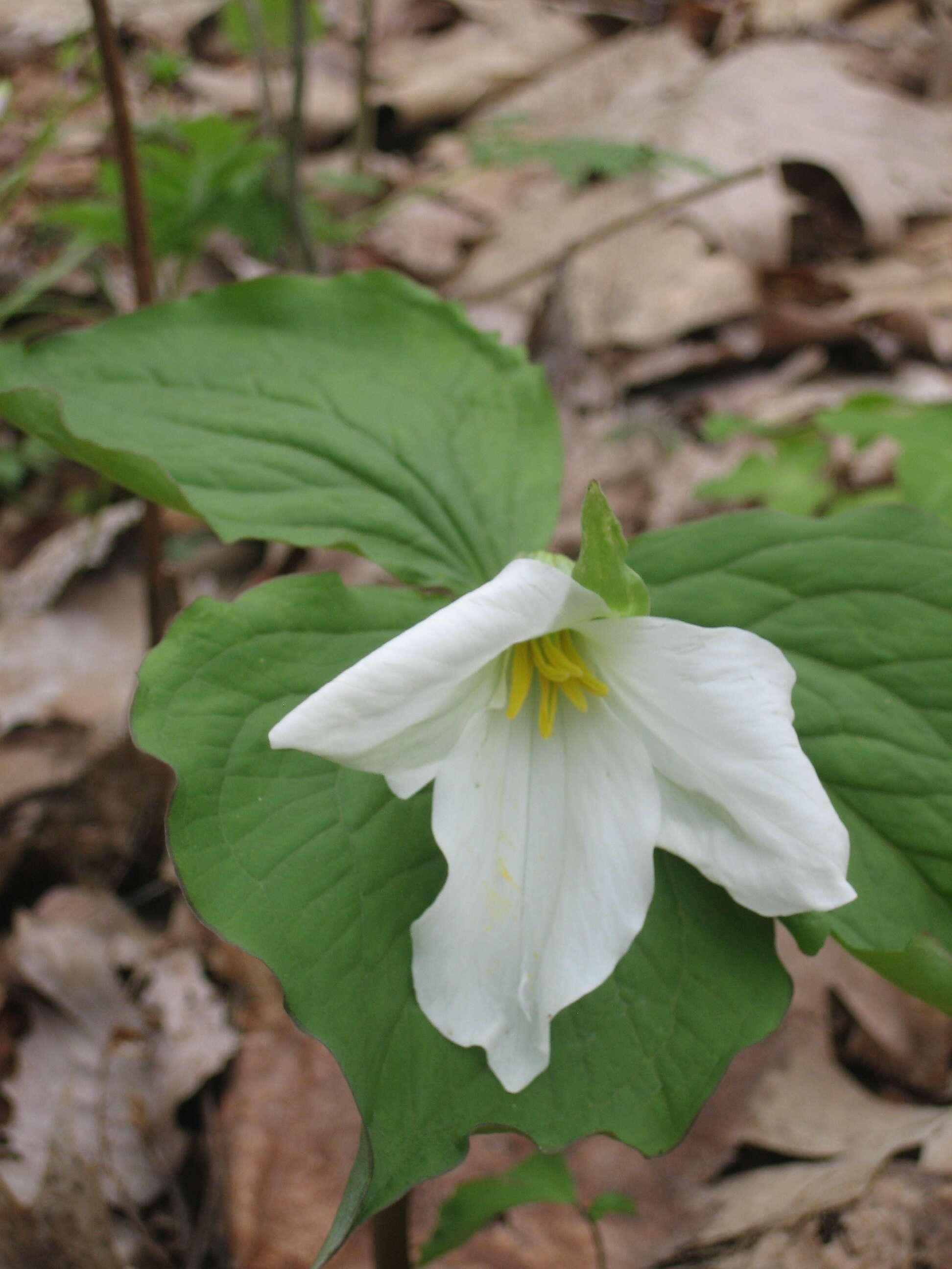 Image of White trillium