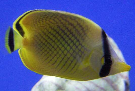 Image of Latticed Butterflyfish