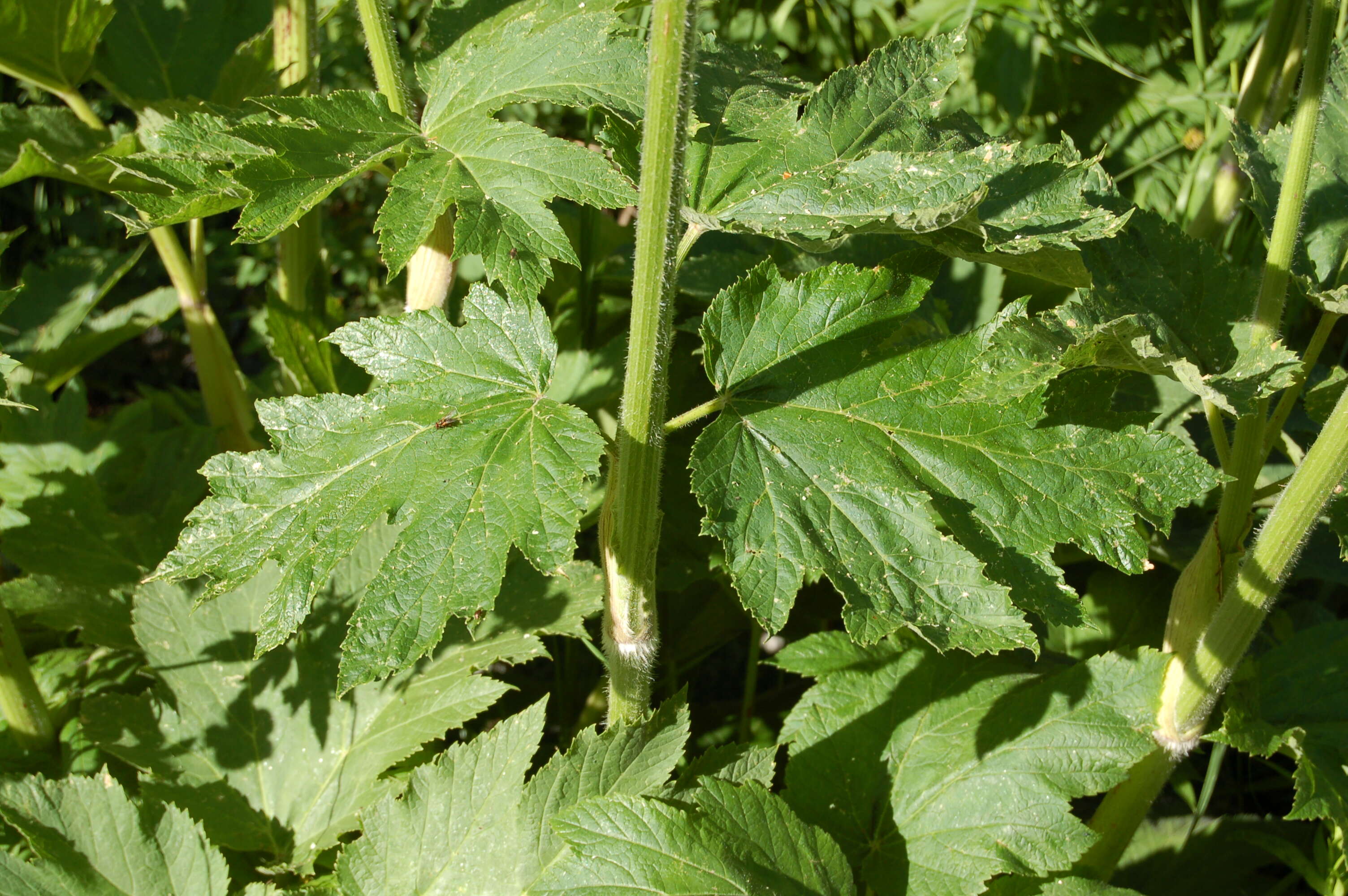 Imagem de Heracleum