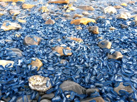 Слика од Velella Lamarck 1801