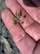 Imagem de Lomatium nudicaule (Pursh) Coult. & Rose