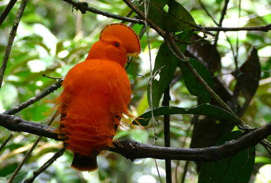 Image of Guianan Cock-of-the-rock