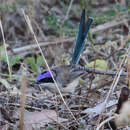 Image of Malurus coronatus macgillivrayi Mathews 1913