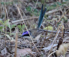 Malurus coronatus macgillivrayi Mathews 1913的圖片