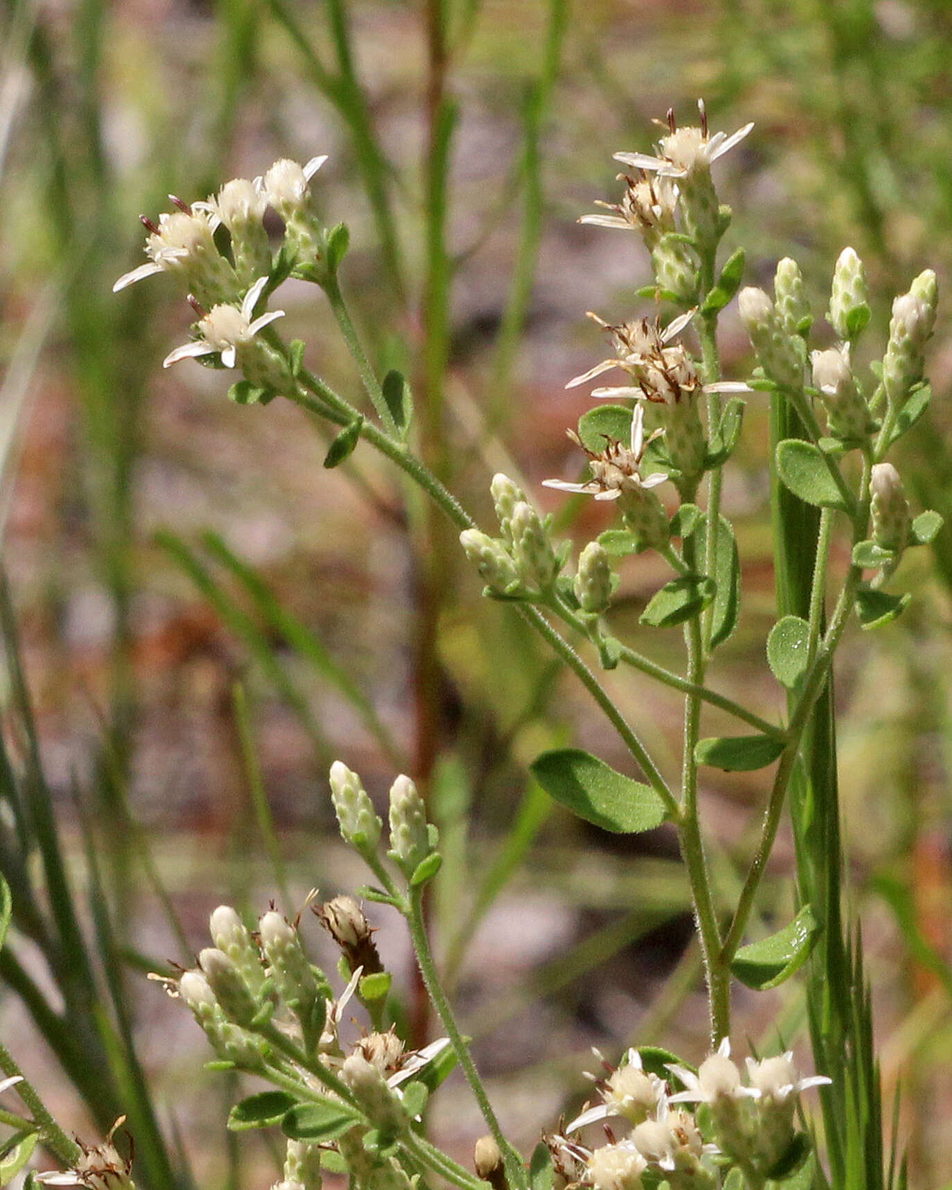 Image of whitetop aster