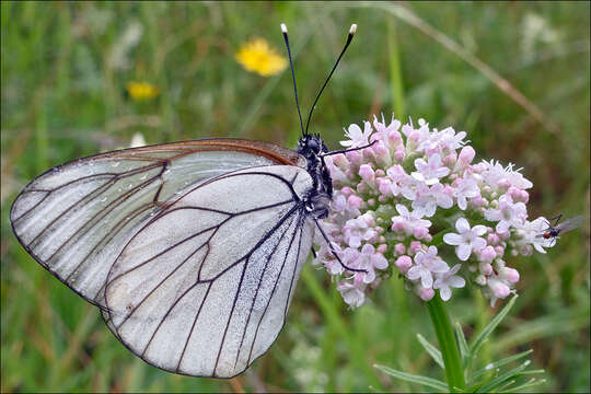 Image of Aporia