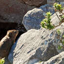 Image of Dassie Rat