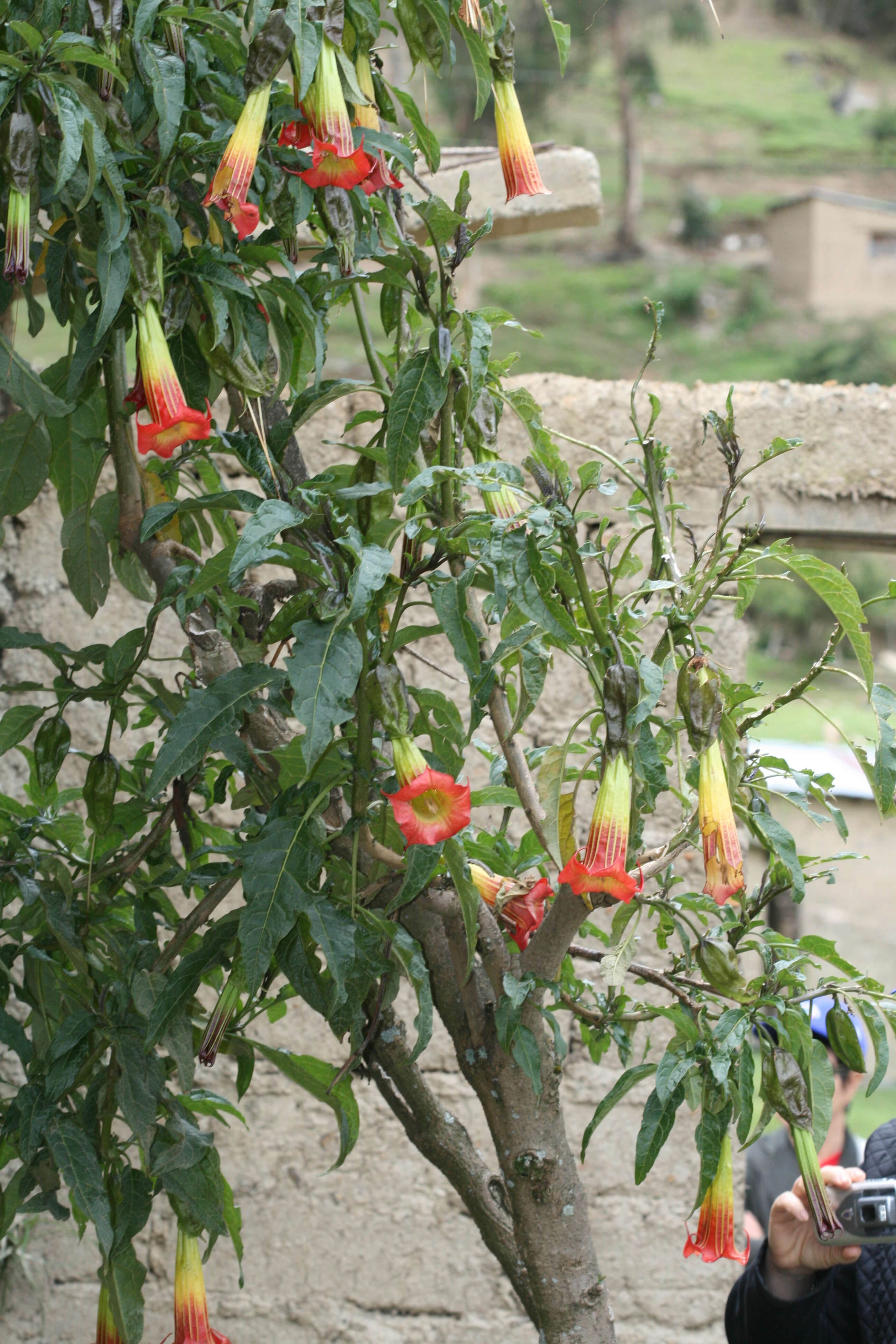 Image of brugmansia