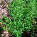 Image of licorice weed