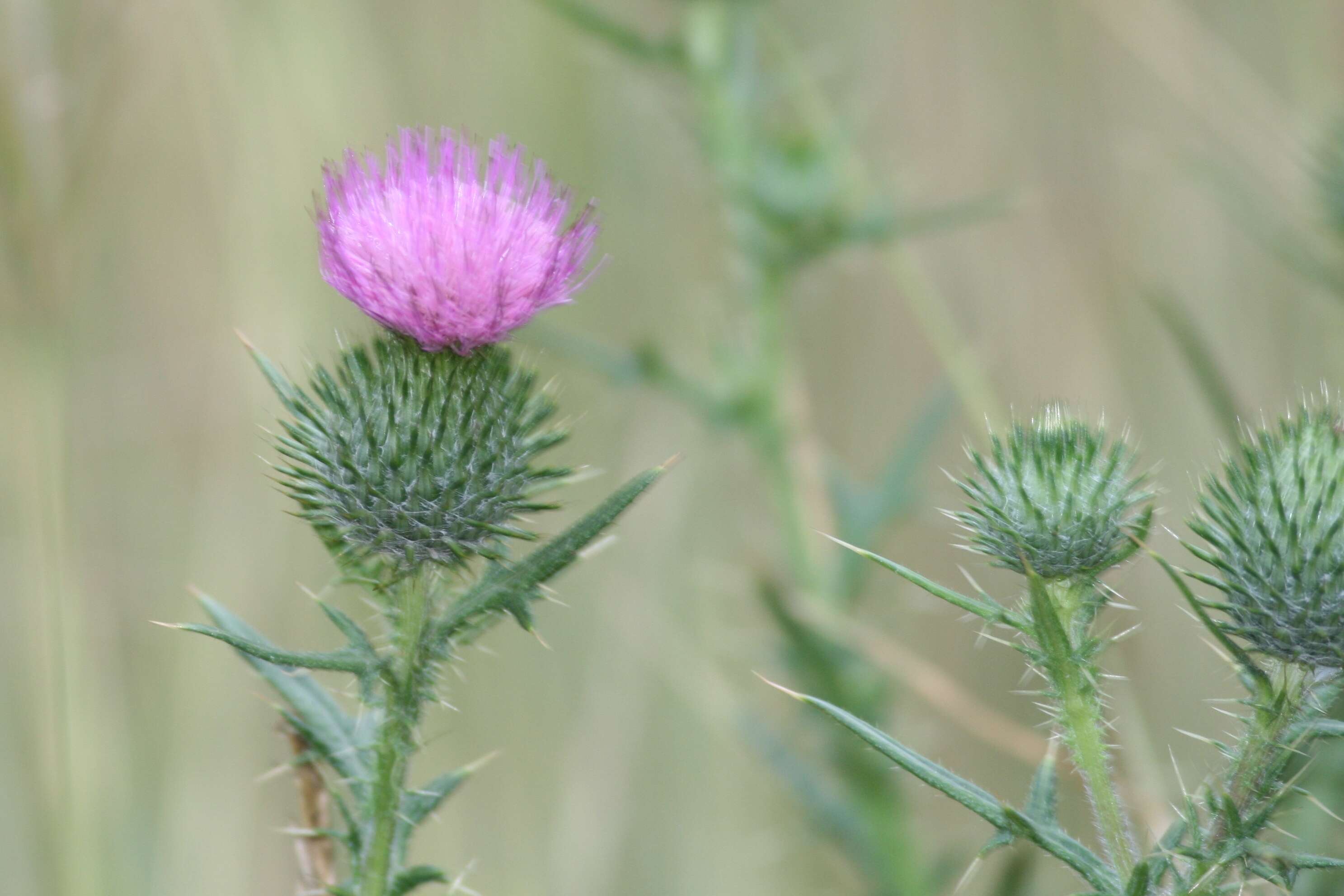 Image of thistle