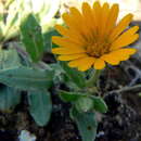 Image of field marigold
