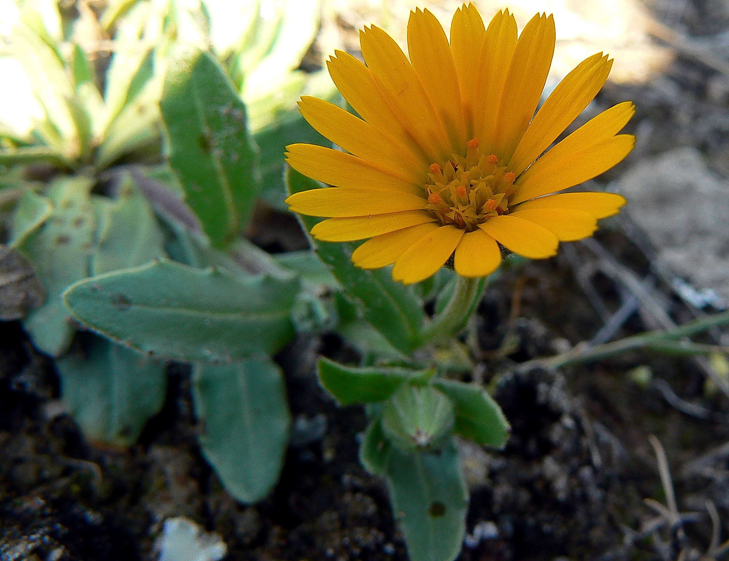 Image of marigold