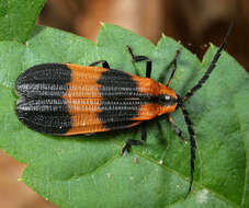 Sivun Calopteron reticulatum (Fabricius 1775) kuva