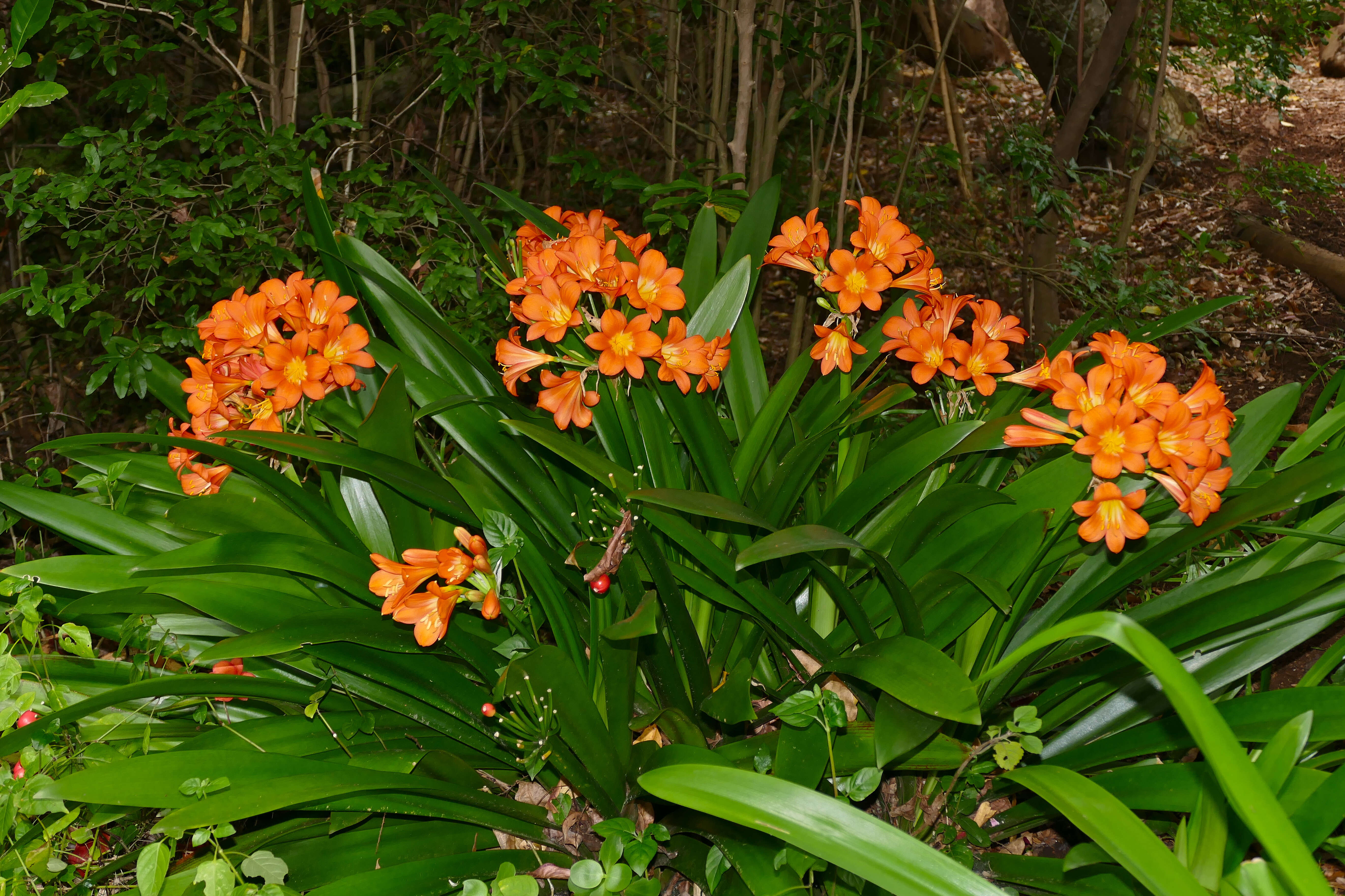 Image of Bush Lily