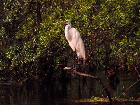 Image of Great Egret