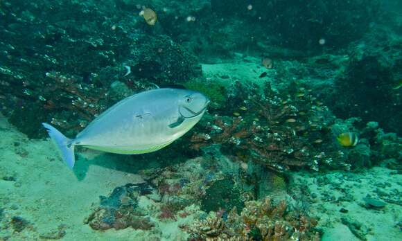 Image of Black Unicornfish