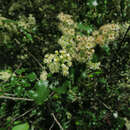 Plancia ëd Prunus ilicifolia subsp. ilicifolia