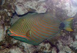 Image of Balistapus