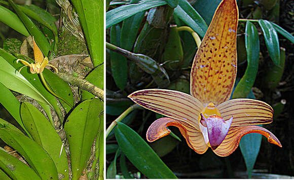 Image of Bulbophyllum lobbii Lindl.