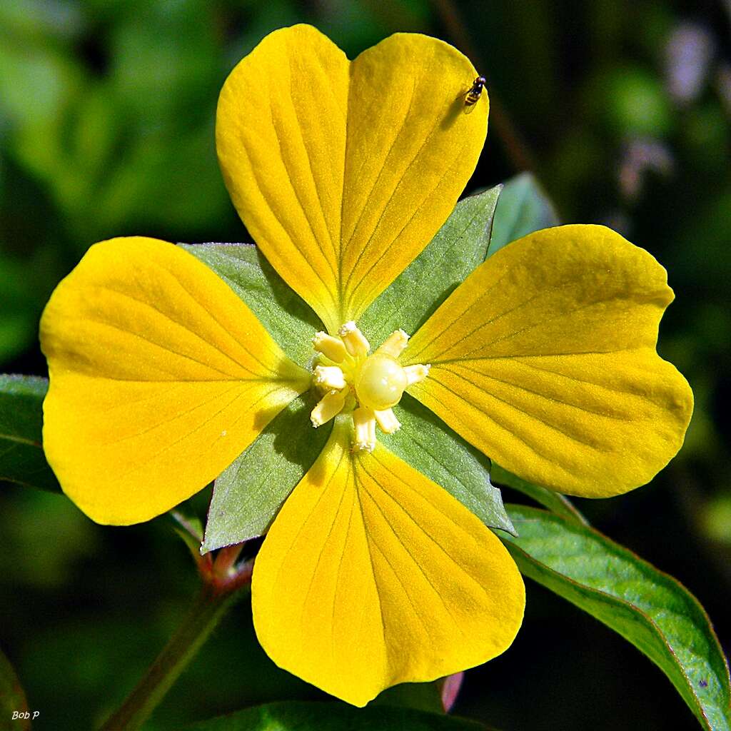 Image of Mexican primrose-willow