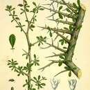 Sivun Afrikanmirhapuu kuva