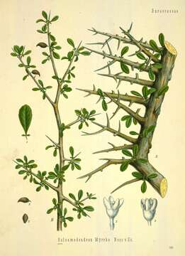 Image of Commiphora myrrha (Nees) Engl.