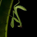 Image of Giant Asian Mantis