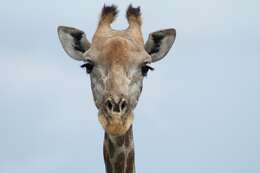 Image of Giraffe