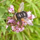 Image of giant tachinid fly