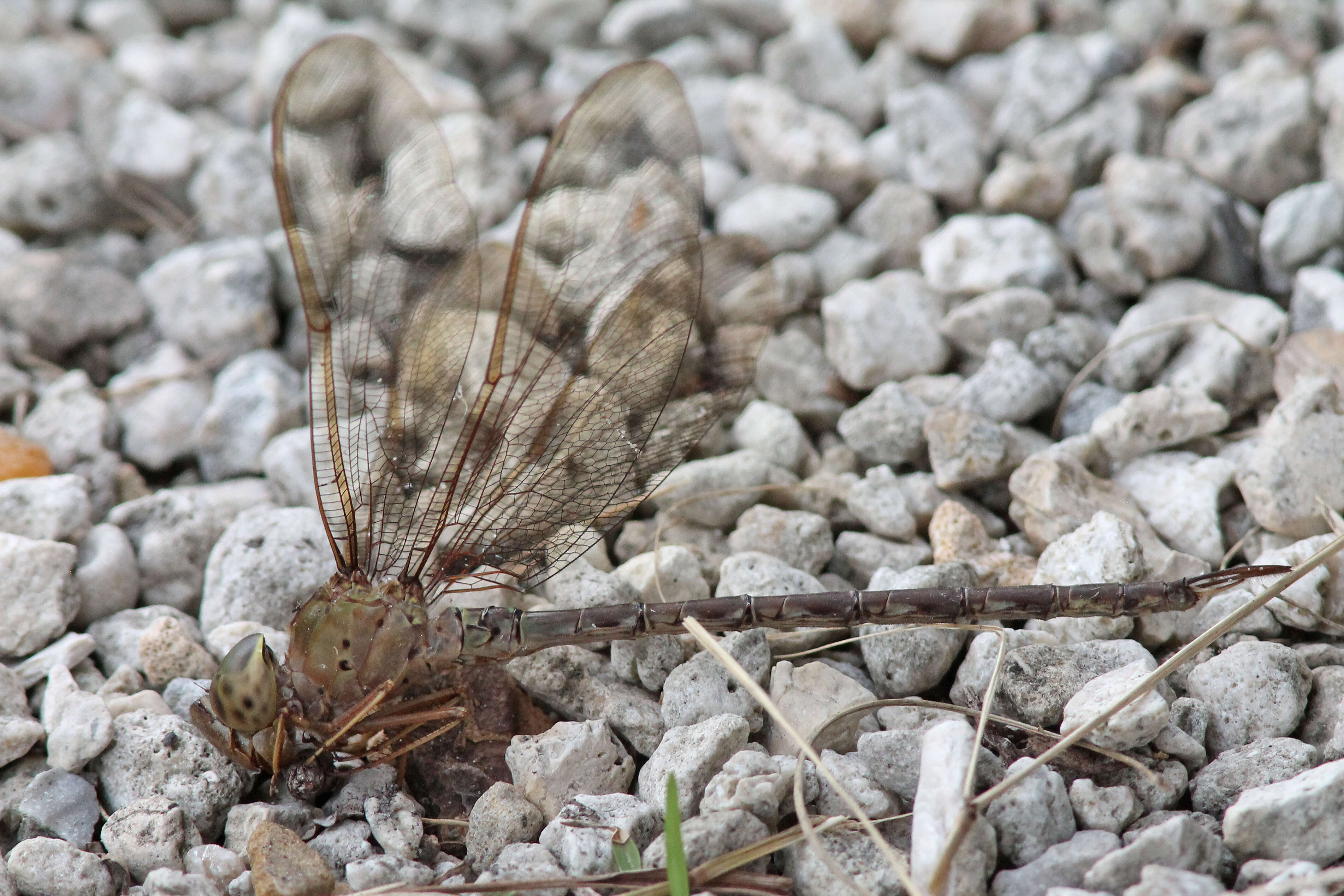 Image of Two-Spined Darners