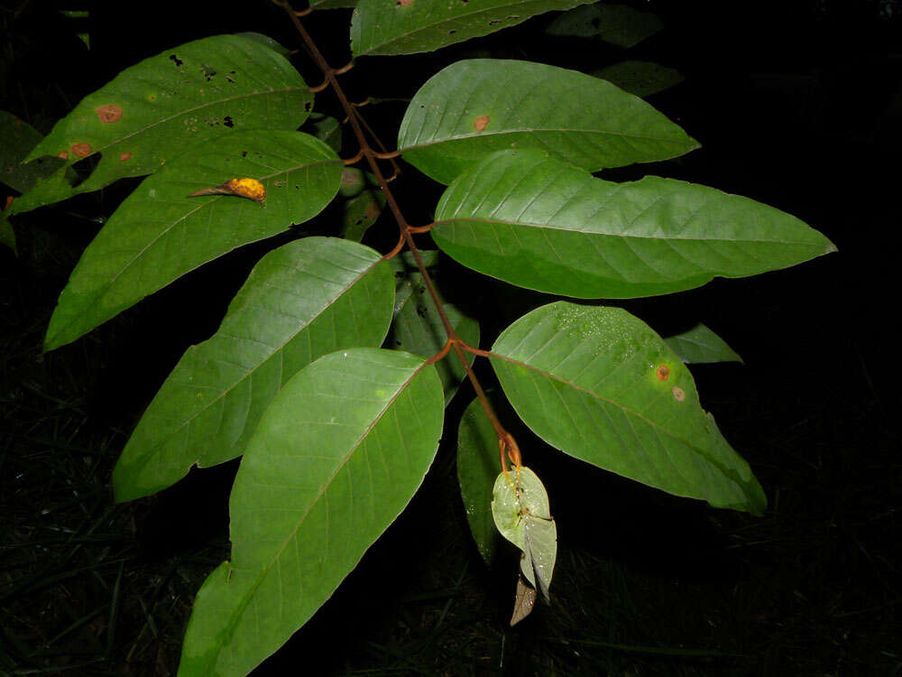 Image of Vismia baccifera (L.) Triana & Planchon