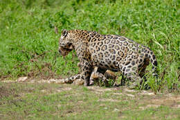 Imagem de Panthera Oken 1816