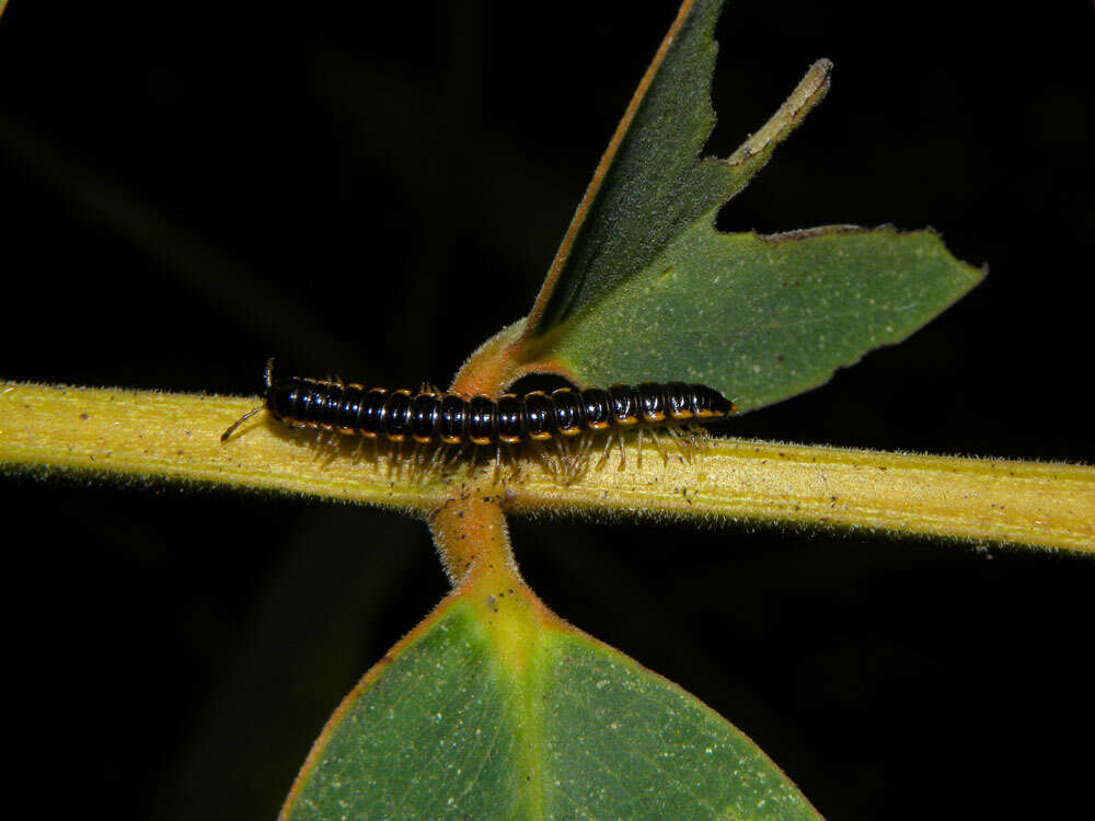 Слика од Senna reticulata (Willd.) H. S. Irwin & Barneby